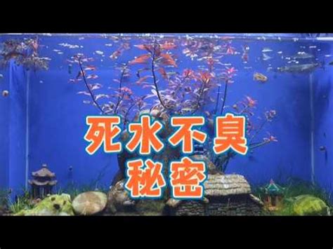 魚池養魚|我們分析了近100個魚池，發現了魚池深度的一些「秘。